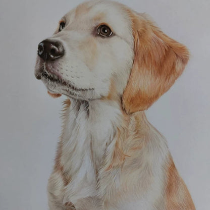 Hand-Painted Pet Portrait Color Pencil Drawing