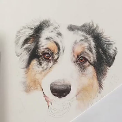 Hand-Painted Pet Portrait Color Pencil Drawing